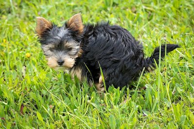 5 tips to potty train a stubborn puppy