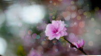 Peach Flowers