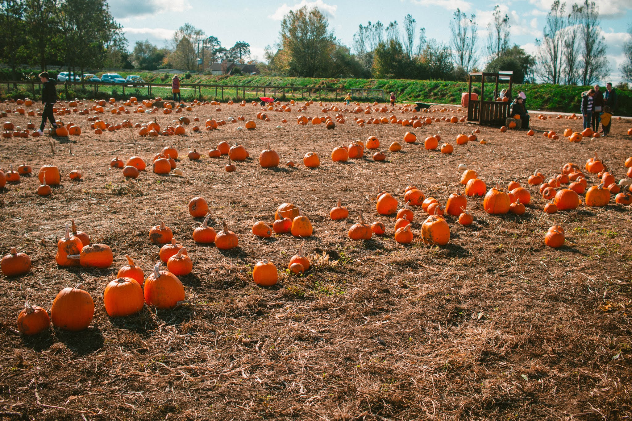 Autumn Pumpkins at Pumpkin Patch from Fall Pumpkin Picking Autumn Activities Blog Post