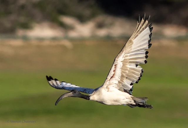 African Sacred Ibis flying towards Woodbridge Island from the Milnerton Golf Course, Cape Town