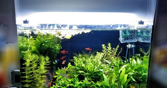 夏場の高水温 ガラス蓋は外したい でも魚の飛び出しは防止したい 網を使わず水槽 の縁に柵を取り付ける総額0円なdiy 主夫の綴るブログ アクアリウム情報発信ブログ 晴耕雨読 夏場の高水温 ガラス蓋は外したい でも魚の飛び出しは防止したい 網を使わず水槽 の縁に柵を取り付ける総額0円なdiy 主夫の綴るブログ アクアリウム情報発信ブログ 晴耕雨読