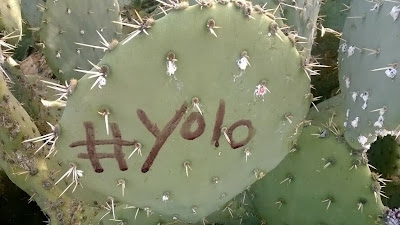 Hashtags and Phrases on Cactus Pads