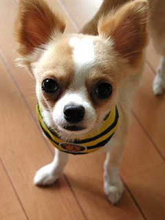 Chihuahua dog mini puppy pets