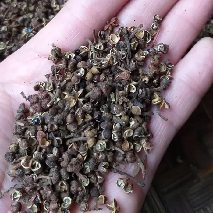 Hạt Mắc Khén rừng