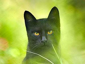 Keajaiban Mata Kucing