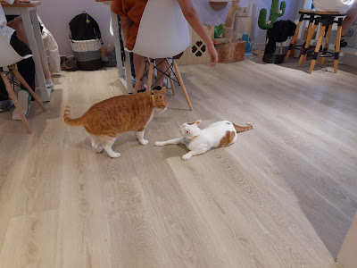 【中和貓咪咖啡廳】貓客廳 Cat Living Room Cafe｜舒肥健康餐、早午餐、炸物、Wi-Fi　店貓