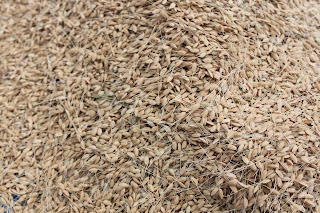 種子島の赤米