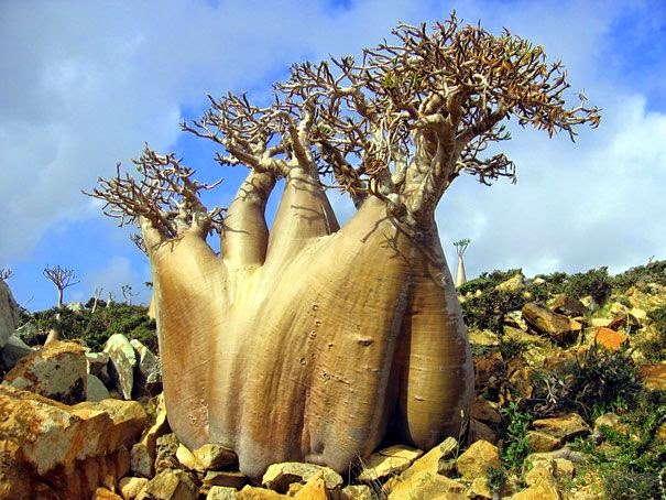  Amazing Socotra Island