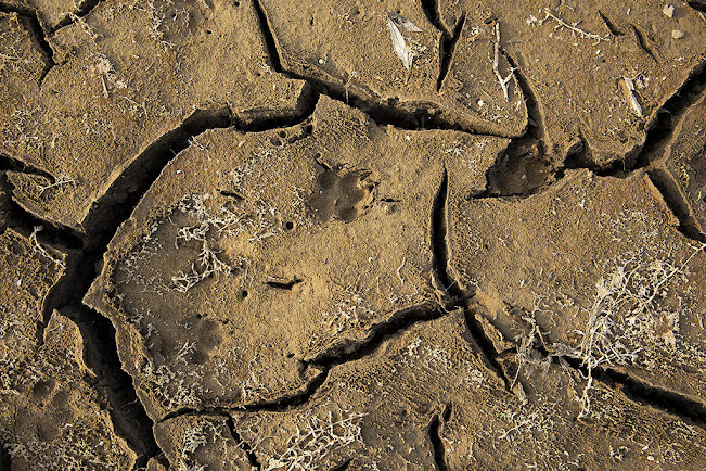 Impronte sul fango