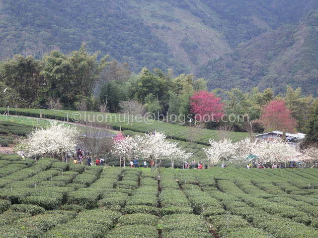 Caopingtou cherry blossoms