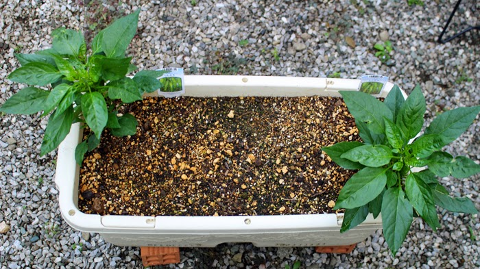 花と野菜 保存版 シシトウ 苗の植え方 プランター