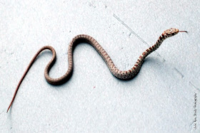 Juvenile Southern Black Racer Snake - Leesburg, Florida