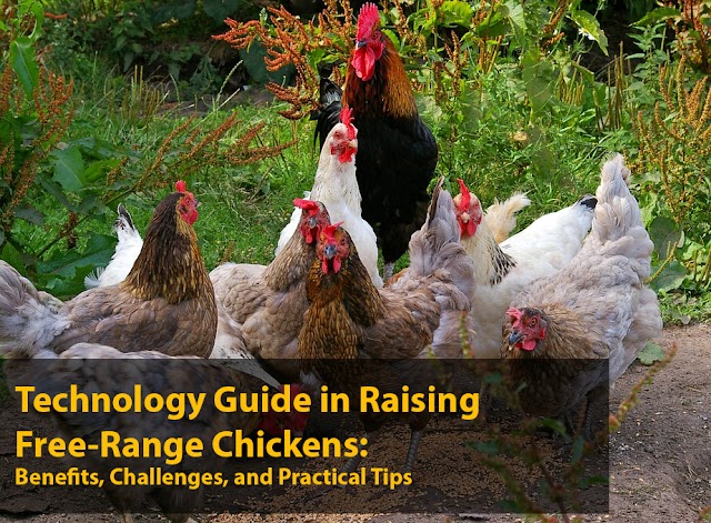 Technology Guide in Raising Free-Range Chickens: Benefits, Challenges, and Practical Tips