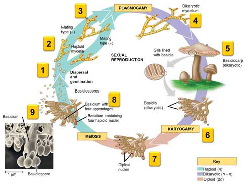 Basidiomycota Pengertian Ciri Struktur Reproduksi 