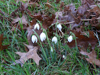 Some snowdrops