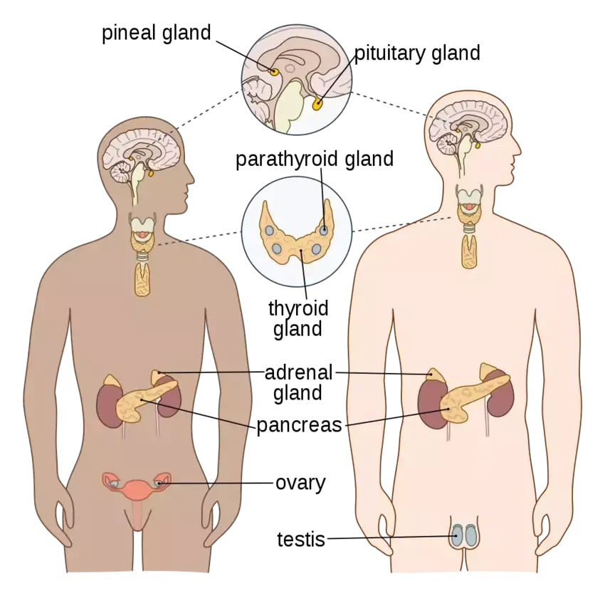 image illustrating the human endocrine system with labels