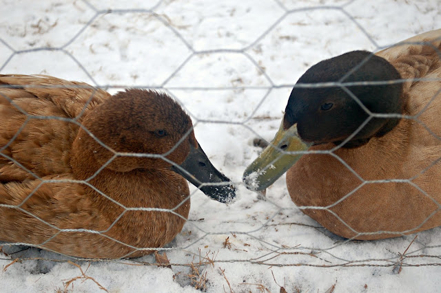 Kahki Campbell ducks in the snow