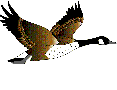 patos gifs buscoimagenes (26)