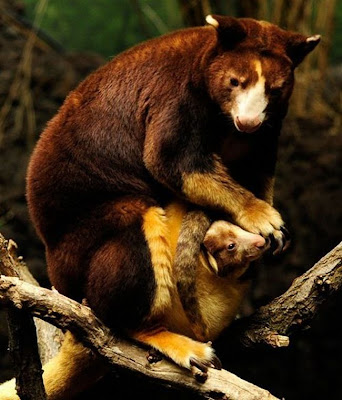 Tree Kangaroo Seen On www.coolpicturegallery.net