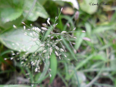 Dwarf reedgrass - Arundinella pumila 