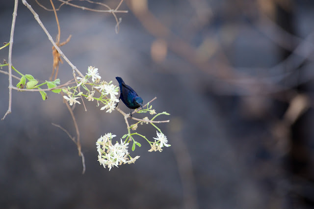 Purple Sunbird (छोटा शक्कर खोरा) - Cinnyris asiaticus - Ashutosh Jhureley