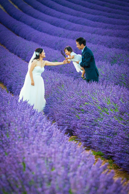 Valensole-Campi di lavanda al tramonto