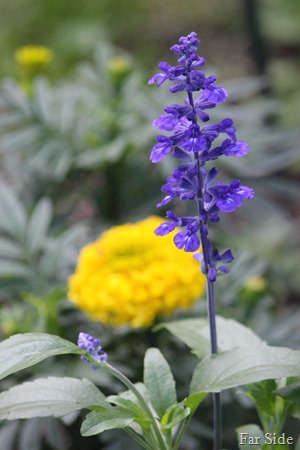 Victoria Blue Salvia