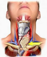 cancer de la thyroïde symptômes, cancer thyroïde symptômes, le cancer de la thyroïde, cancer de thyroïde, cancer thyroide symptome, cancer de la thyroïde causes, cancer de la thyroide symptome,