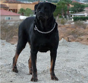 Dangerous Dog Breeds (rottweiler)