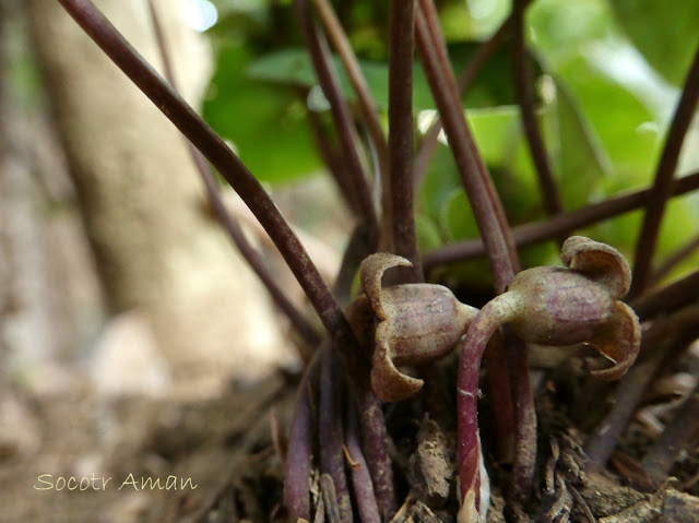 Asarum nipponicum