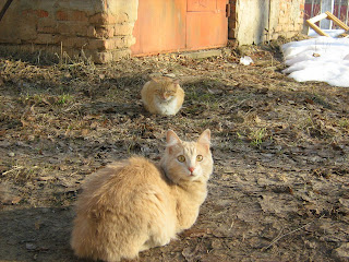 Peach Cat And Fire-Red Cat