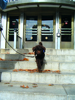 Alfie bounces down the courthouse steps, front paws in midair