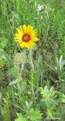 blanket flower, Gaillardia