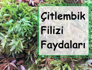 Çitlembik Filizi Faydaları