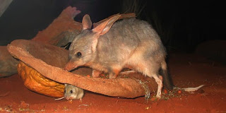 Bilby