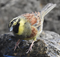 Escribano soteño (Emberiza cirlus) 