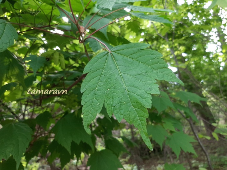 Клён бородатый / Клён бородчатонервный (Acer barbinerve)