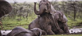 Masai Mara National Park Wild Animals Elephant 1