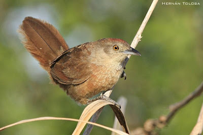 Espinero de pecho manchado Phacellodomus striaticollis