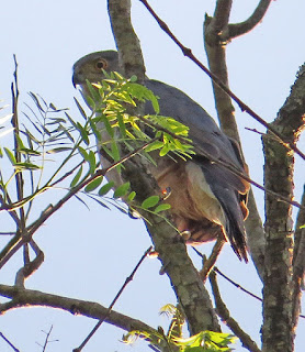 Bicolored Hawk