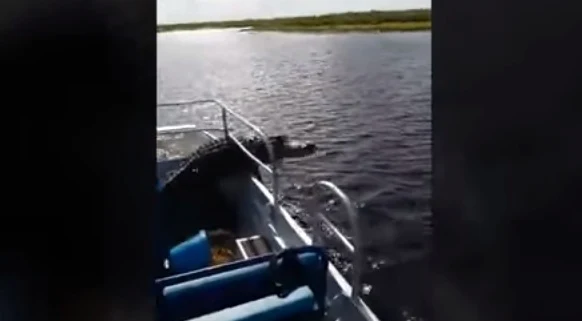 The crocodile jumped into the boat to the tourists