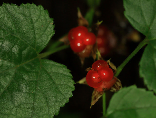 Rubus lambertianus