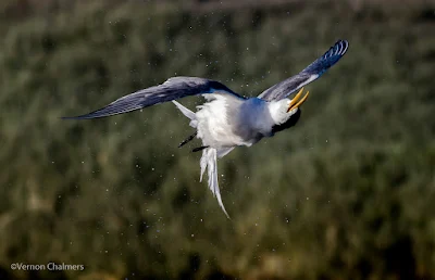 Swift Tern Dive Shake-Off - Woodbridge Island Canon EOS 7D Mark II