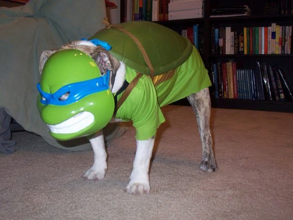 cute dog pictures, cute dog costumes, dogs dressed up, superhero dogs, dogs dressed as superheroes pictures