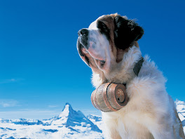 Saint Bernard Dogs Wallpapers 4