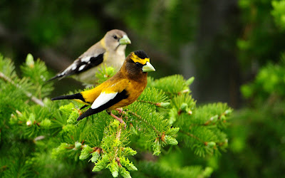 Hermosos pajarillos del bosque - Forrest amazing birds