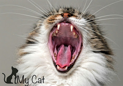 Cat dental problems ,Cat teeth problems