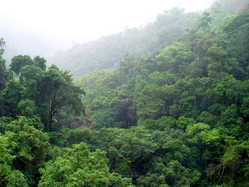 amazon rainforest animals. pictures of animals in rainforest. amazon rainforest animals.