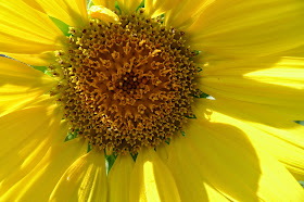 Sunseed Sunflower, gardening, urban farming