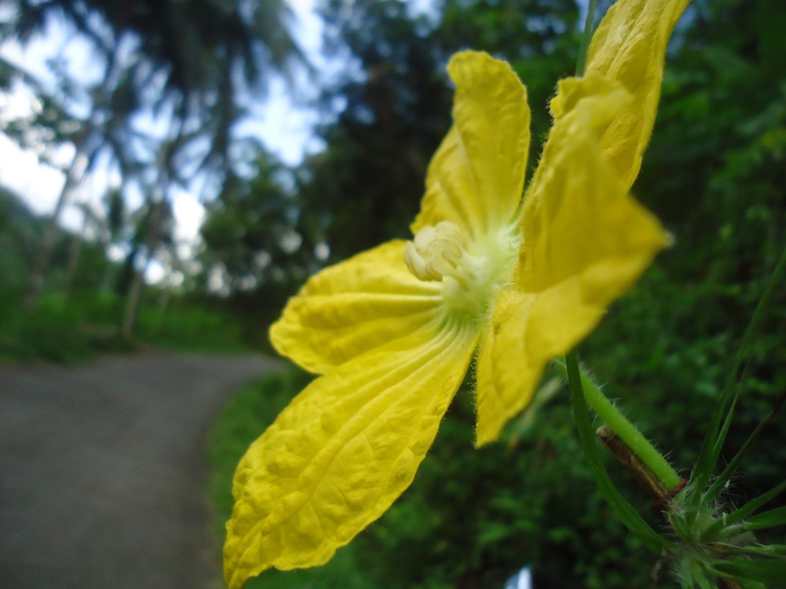  Bunga Labu Kuning di Bukit Menoreh Rumah Daun Muda